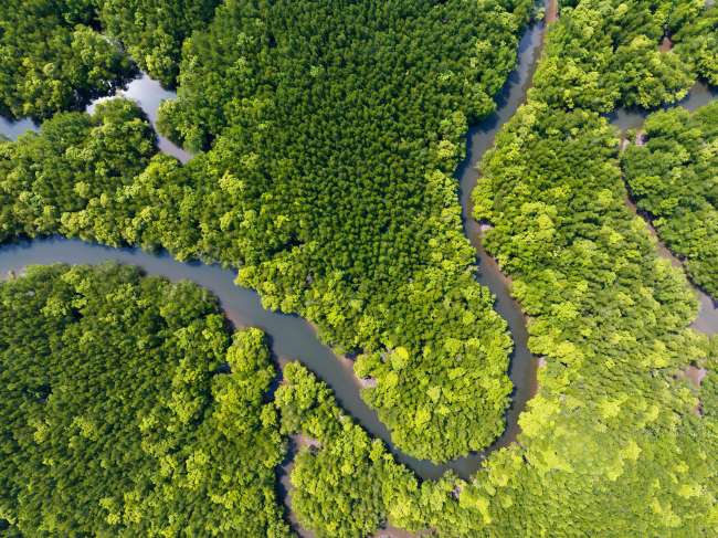 Rivière dans jungle